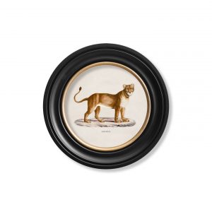 C.1800s Lioness Round Framed Wall Art